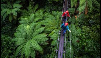 Nojumes hronikas: pasakas no brīvdabas svētlaimes koku galotnēm