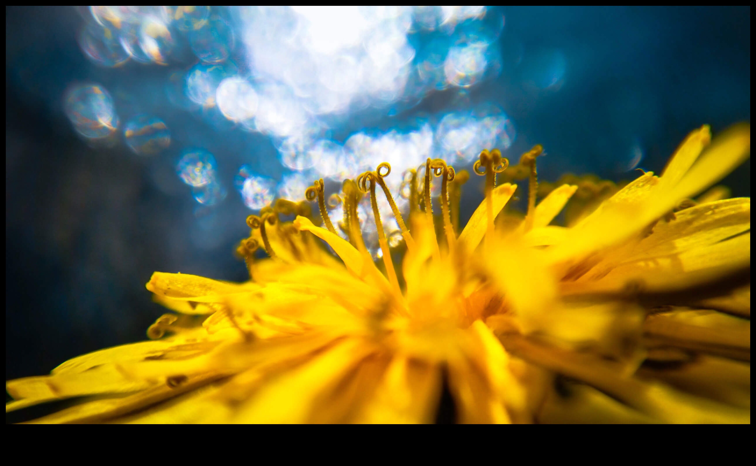 Elpu aizraujošs Bokeh: kameras ar skaistu fona izplūšanu